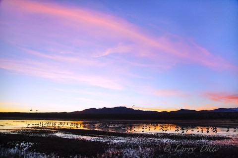 Cranes coming to roost after sunset with Chupadera Wilderness in the background.