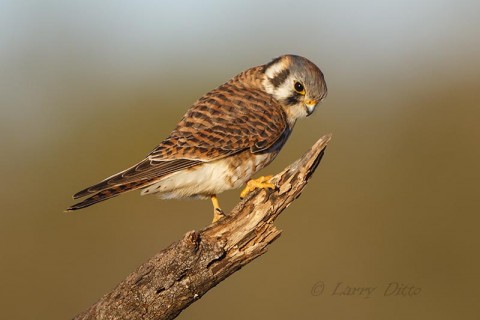 American Kestrel on hunting perch