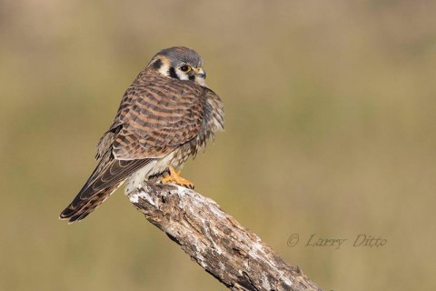 American Kestrel on hunting perch