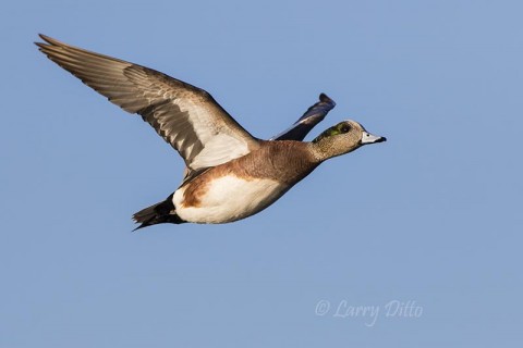 This male American wigeon was one of the few airborne birds of the morning.