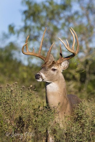 Big buck emerging from weedy cover.