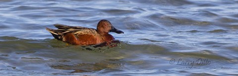 An unusual sight, this cinnamon teal male swam by looking for a freshwater inflow where he could drink and bathe. 