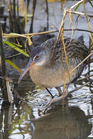 Clapper rail stalking along the shoreline.