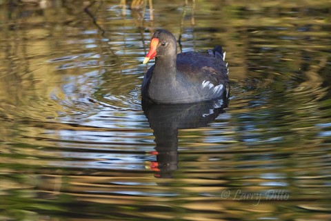Common Gallinule at first light.