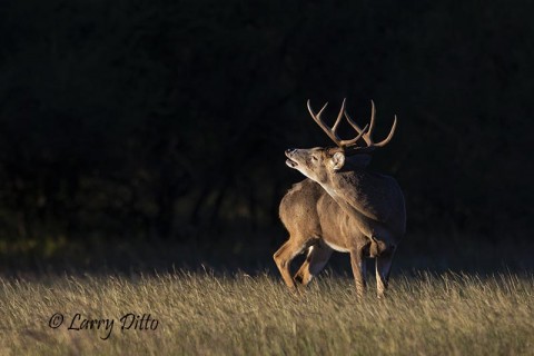 Dominant buck testing the air for the scent of a doe.