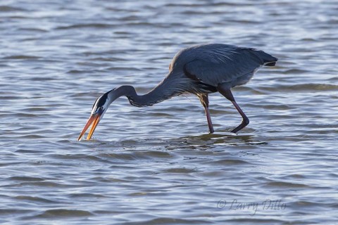 Great Blue Heron cleaning his beak.