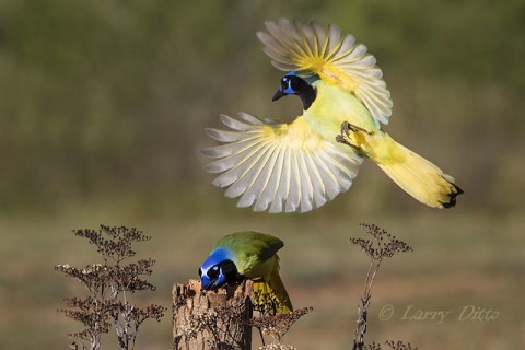 Hungry Green Jays stealing acorns from a stump.