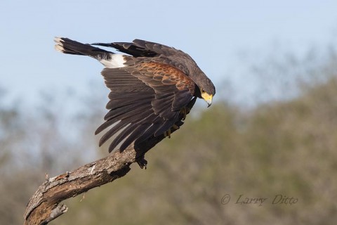 Harris's Hawk going to food