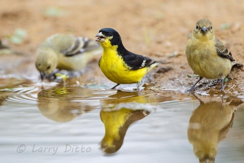 Lesser Goldfinches drinking