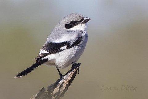 Loggerhead Shrike on hunting perch