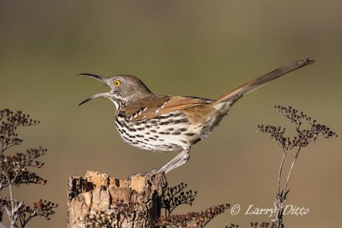 Long-billed Thrasher swallowing a mouth full.