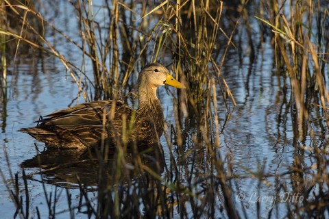 Mottled Duck drake (yellow bill) loafing in the shallows in good cover.