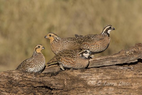 Northern Bobwhites on log, s. Texas