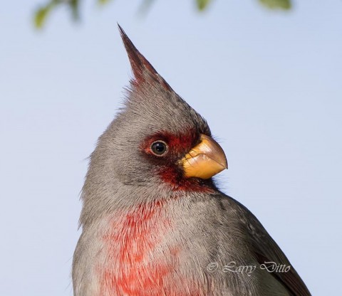 Pyrrhuloxia male