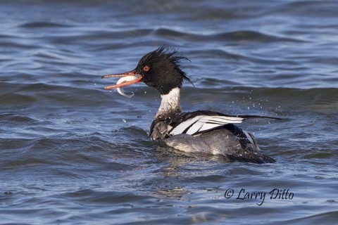 This red-breasted merganser was faster than his unlucky prey.