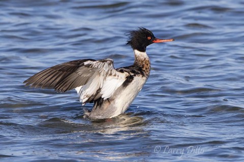 Red-breasted Merganser drake shaking water.  Mergansers are fish eaters.