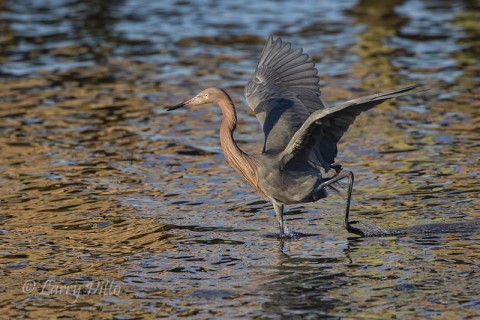 Reddish Egret herding a school of silvery fish in the shallows. 