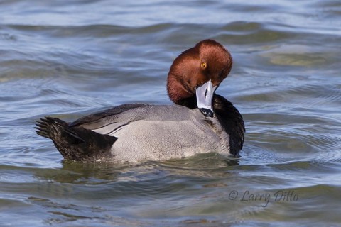 One of the drake redheads that eventually drifted by. 