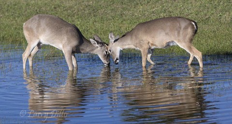 What spike bucks do while the big boys are chasing does.