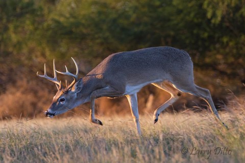 Young buck trailing a doe at sunrise.