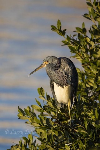 Tricolored Heron preening on a black mangrove perch.