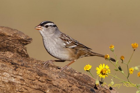 white-crowned sparrow