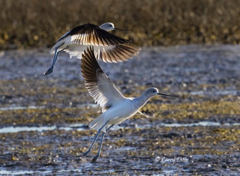 American Avocets on the sunny side of the boat.