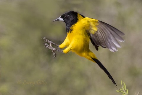 Audubon's Oriole landing