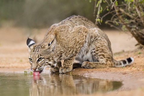 bobcat drinking