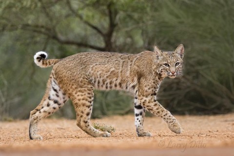 Bobcat, female with "ocelot" markings on side.  Experts say  one cat in twelve, on average, will have these reticulations in their fur.