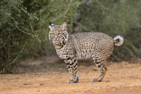 Bobcat pausing in front of photography blind.