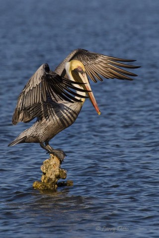 Brown Pelican landing on perch.