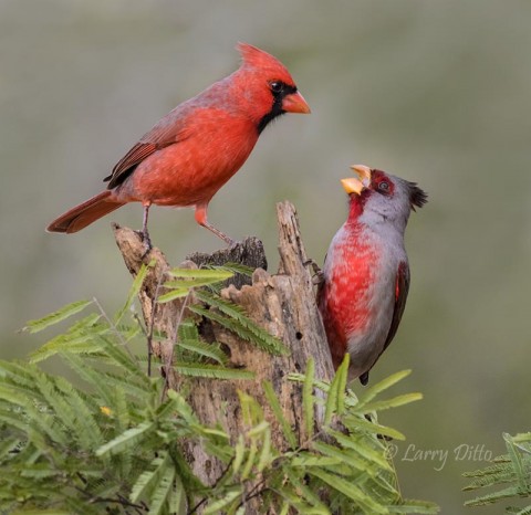 Northern Cardinal and Pyrrhuloxia scolding