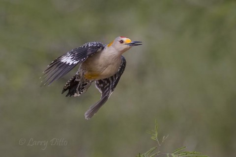 It has taken me years to get sharp flight shots of a golden-fronted woodpecker. 