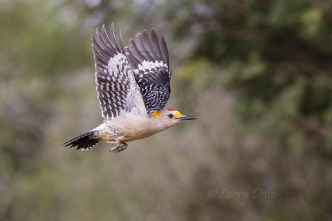 Male golden-fronted woodpecker posing in mid-air.