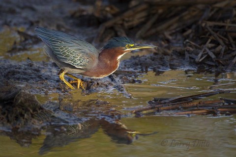 Green Heron stalking fish