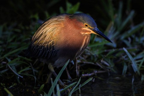 Green Heron feeding in the last rays of daylight.