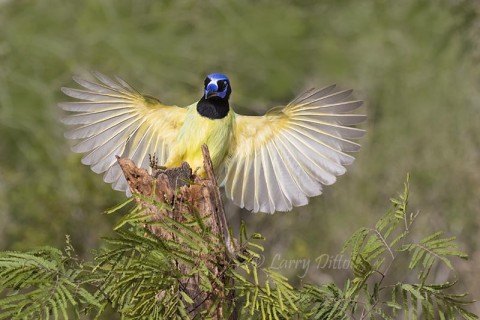 Pre-focusing just behind the perch can insure a sharp image with full wing spread...provided the shutter speed is high enough to stop those wings. 