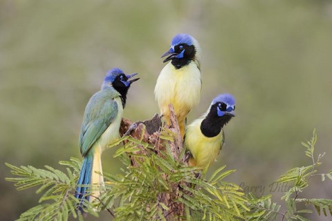 Green jay can't decide who eats first.