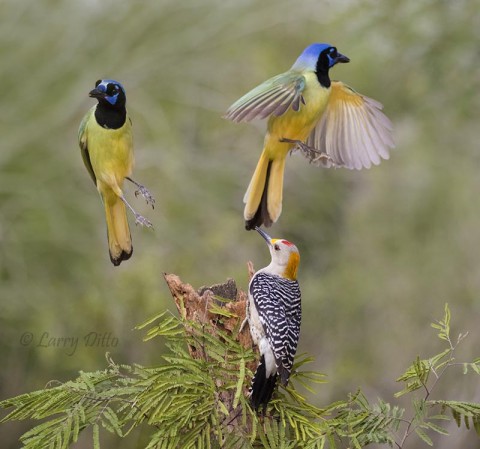 Photo demonstrating who rules the feeding post.