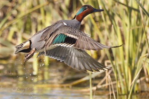 Flushing green-winged teal.