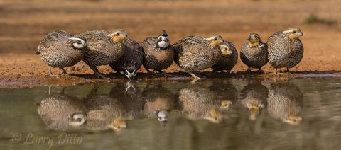 Eight northern bobwhites lined up for their first drink of the day.