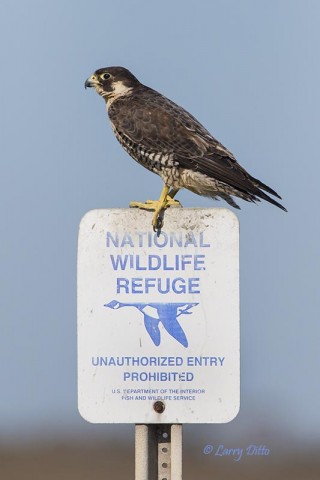 Peregrine Falcon on Aransas National Wildlife Refuge boundary sign.