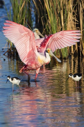 Stretching roseate spoonbill with black-necked stilts in the foreground.