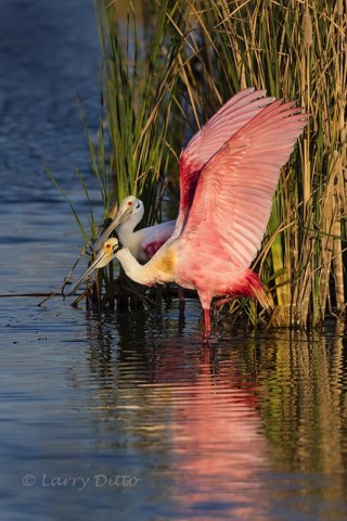 Roseate Spoonbill stretching by cattails