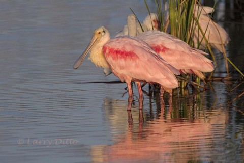 Resting roseate spoonbills by cattails.