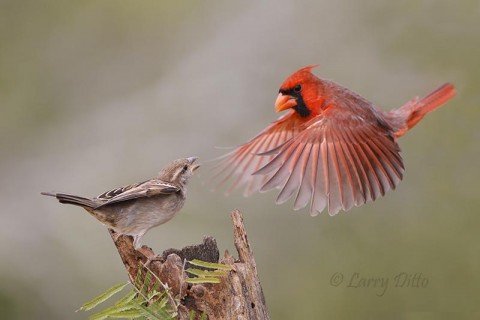 House sparrow has lowest  rank at the feeding post.