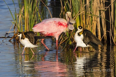 Roseate Spoonbill chasing black-necked stilts