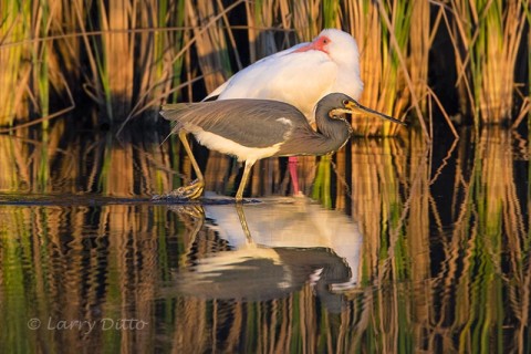 Tricolored Heron feeding past as sleeping white ibis.