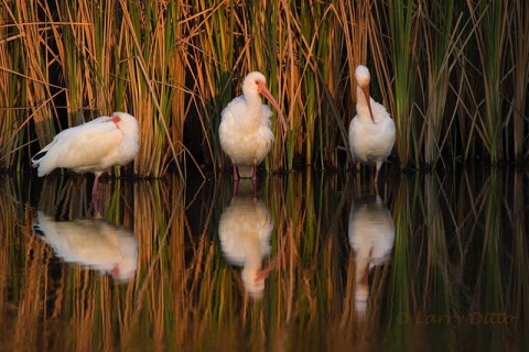 White Ibis sleeping in the shallows at the sun sets.